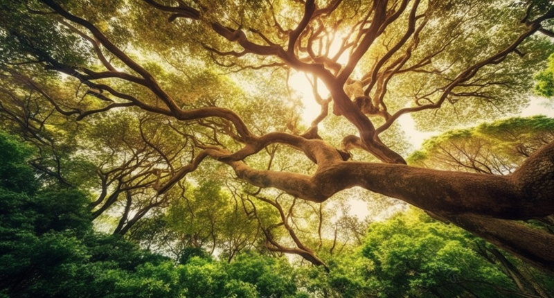 绿色大自然树叶植物广告背景,高清,摄影图,摄影图片,图片大全,摄影图免费下载